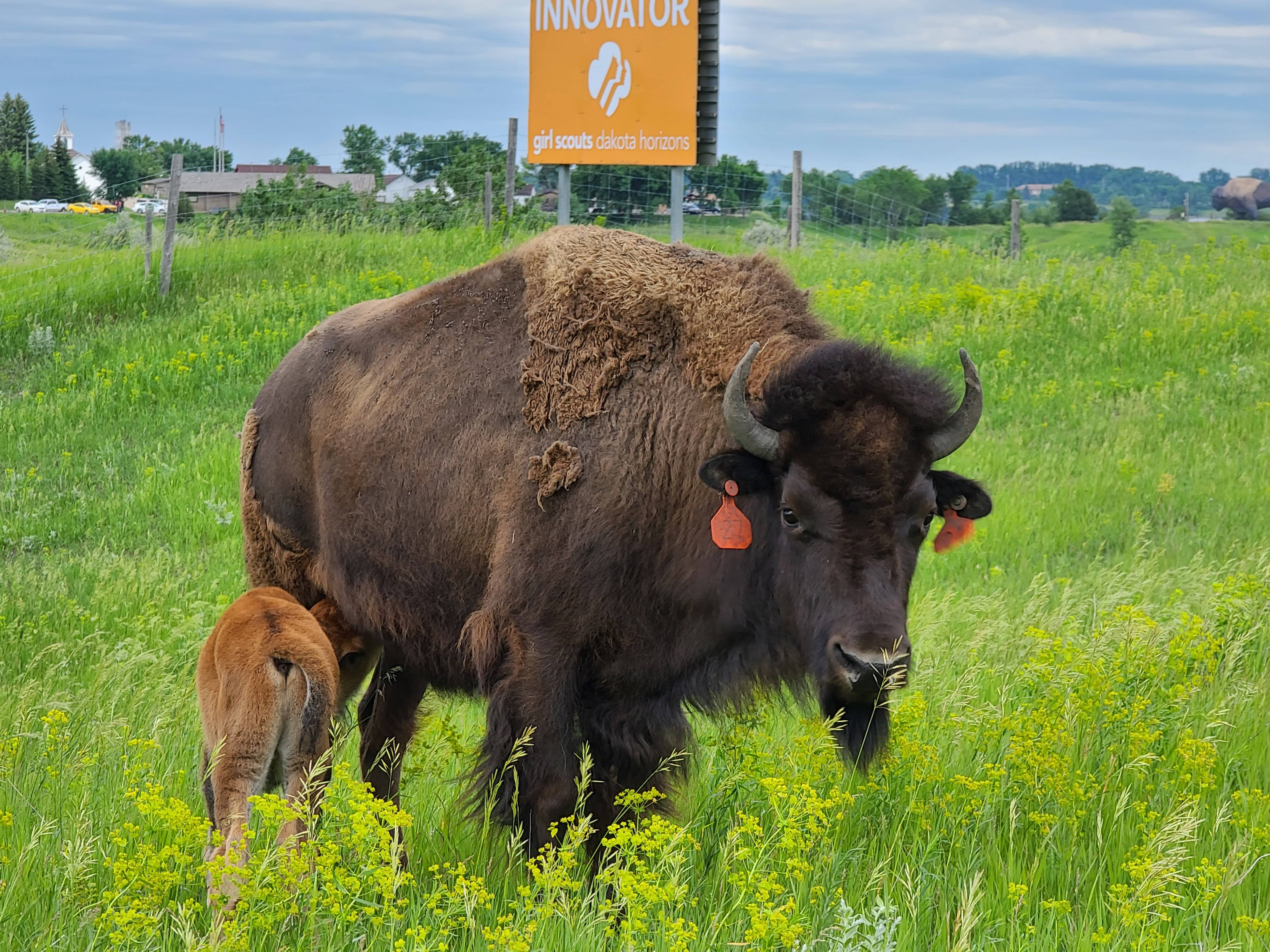 buffalo-and-calf-in-jamestown