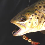 BrownSpin: Indiana blades are often used on spinners for trout. As summer fades to fall and stockers come shallow, burn these baits to connect with aggressively-feeding fish. Simonson Photo