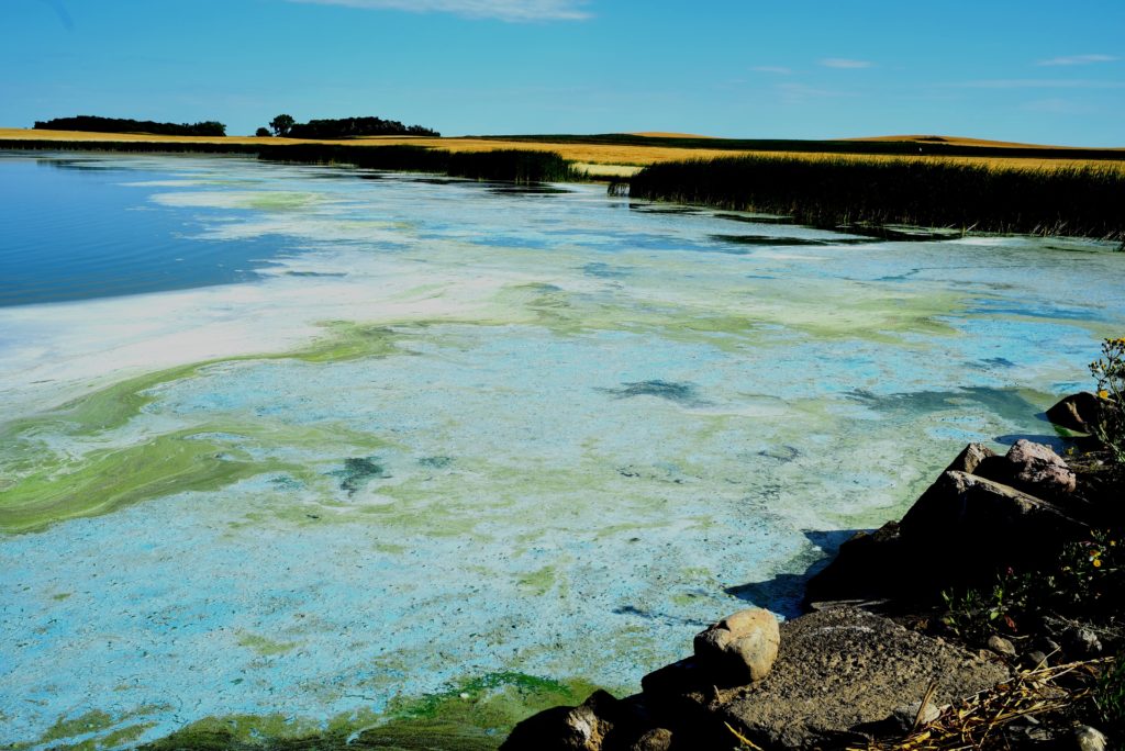 Algal Bloom Reported in Stutsman County - Vimarsana News
