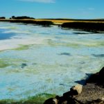 algae-bloom-stutsman-county-2022