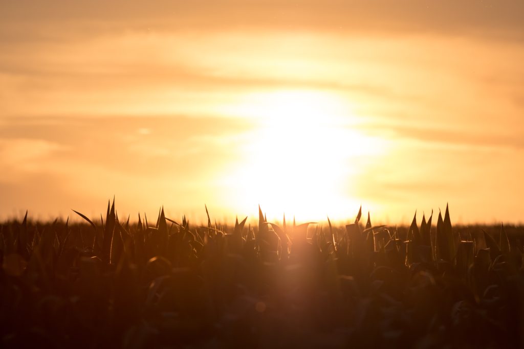 Row Crop Tour Set for Sept. 1 at Carrington - Vimarsana News