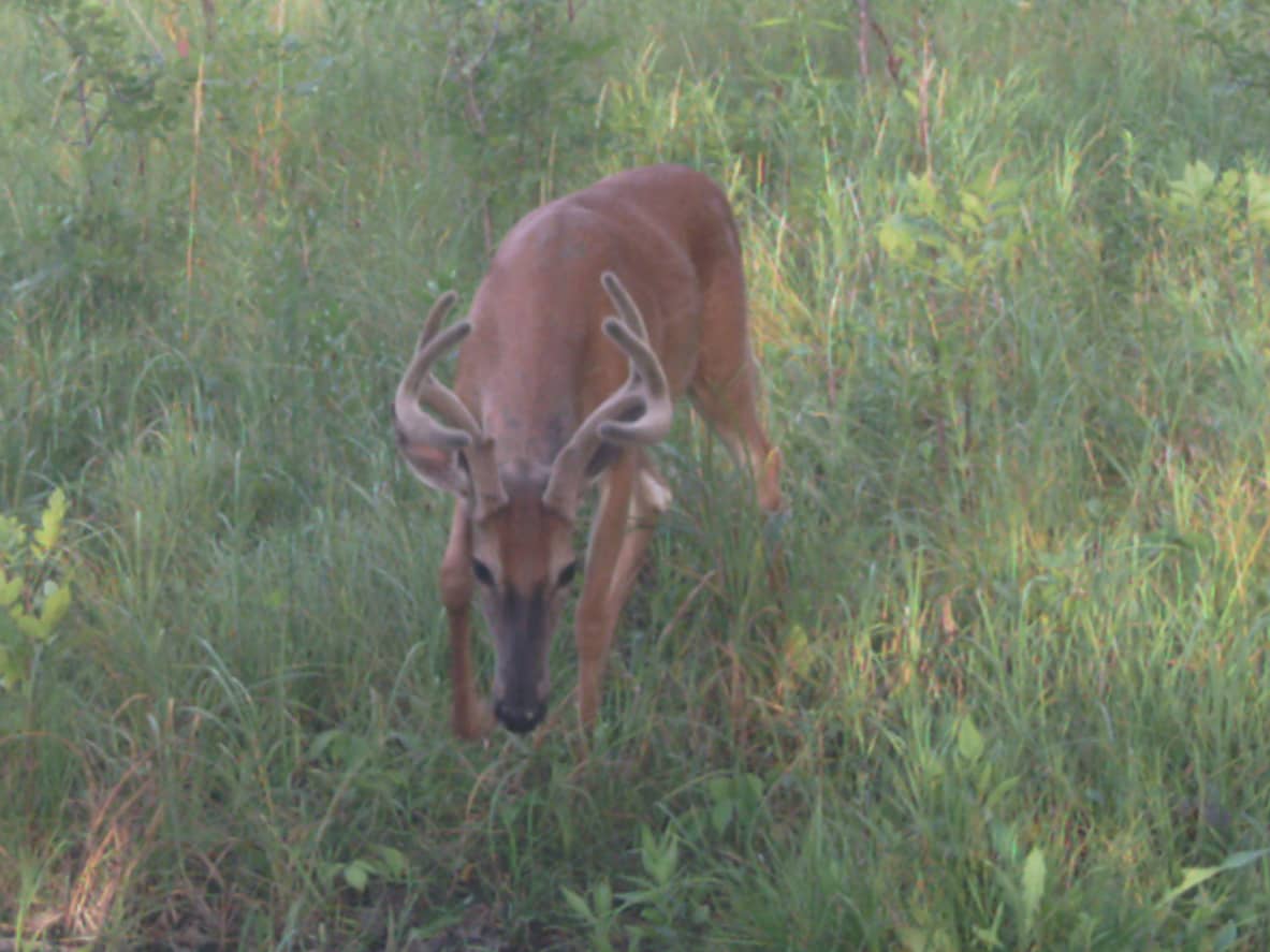 Southeast ND Set for Archery Deer Season News Dakota