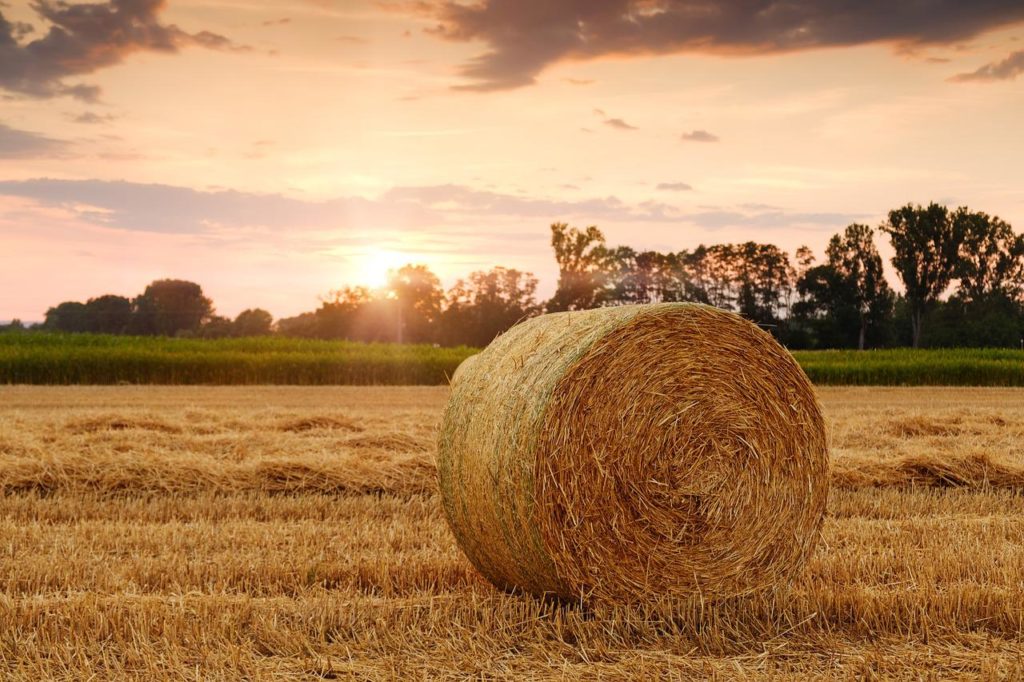 Farmers Can Expect to Receive Ag Census This Fall - Vimarsana News