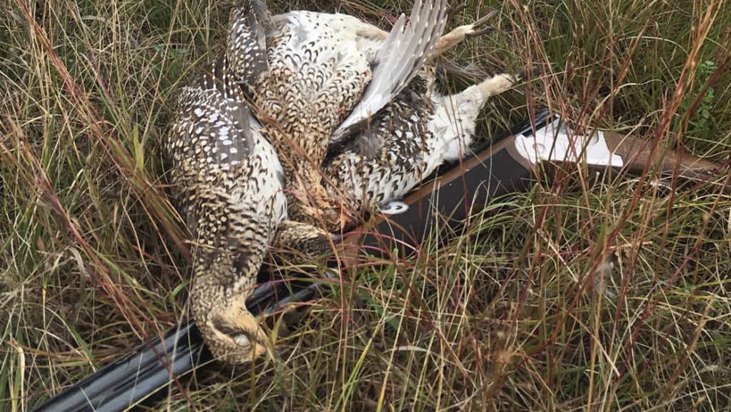 Summer Good for Late Grouse, Partridge Hatches - Vimarsana News