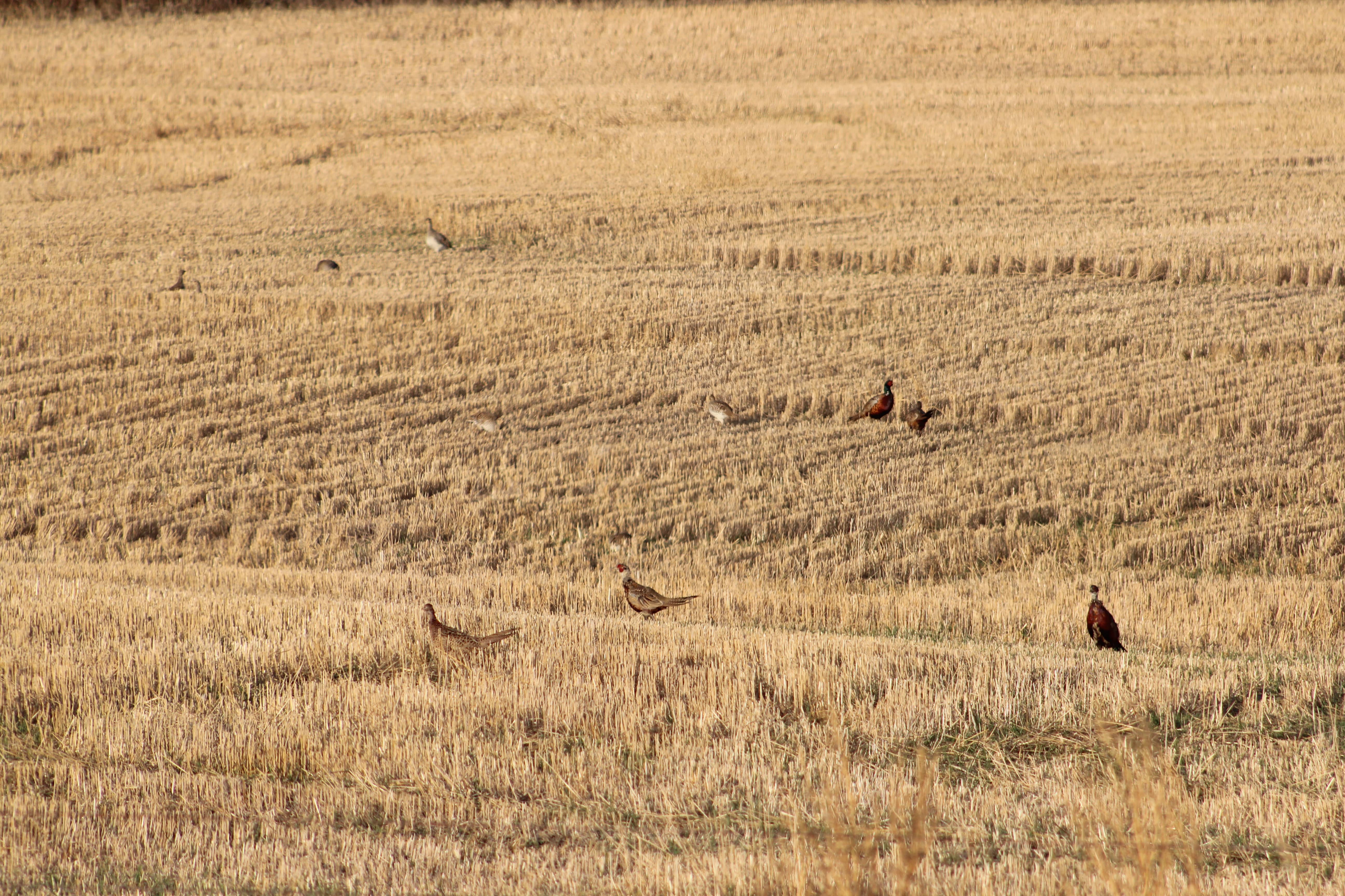 pheasgrouse