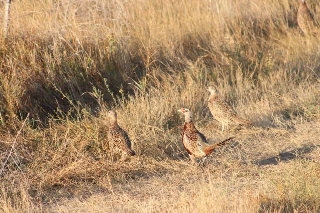 Northwest ND the New Pheasant Destination - Vimarsana News