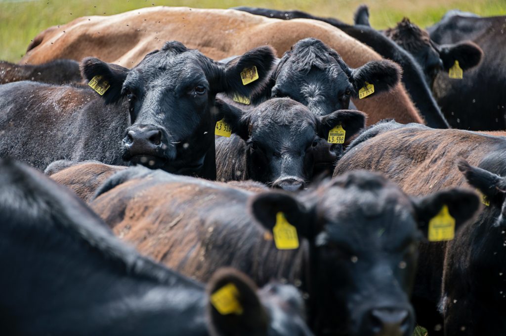 Cattle Chat: Feeding Cattle in a Drought - Vimarsana News