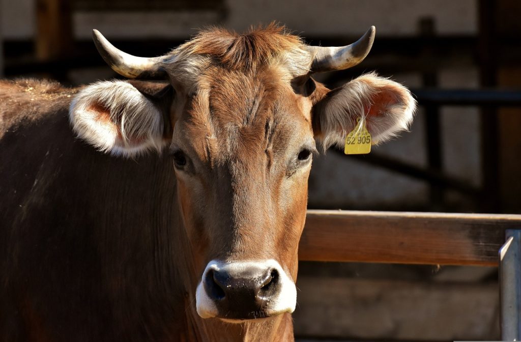 Make Sure Bulls are Ready for Fall Breeding Season - Vimarsana News
