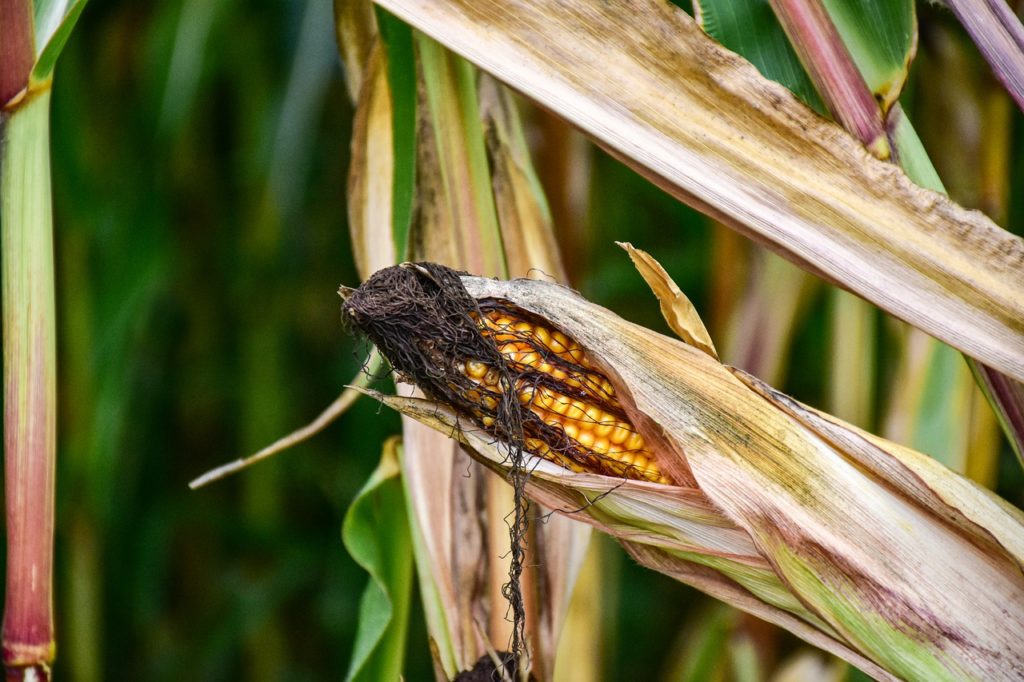 La récolte de maïs en France a été durement touchée par la sécheresse