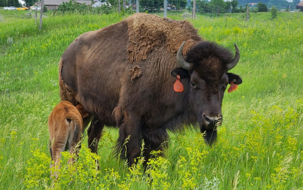 Bid for Bison Fundraiser Assisting National Buffalo Museum - Vimarsana News