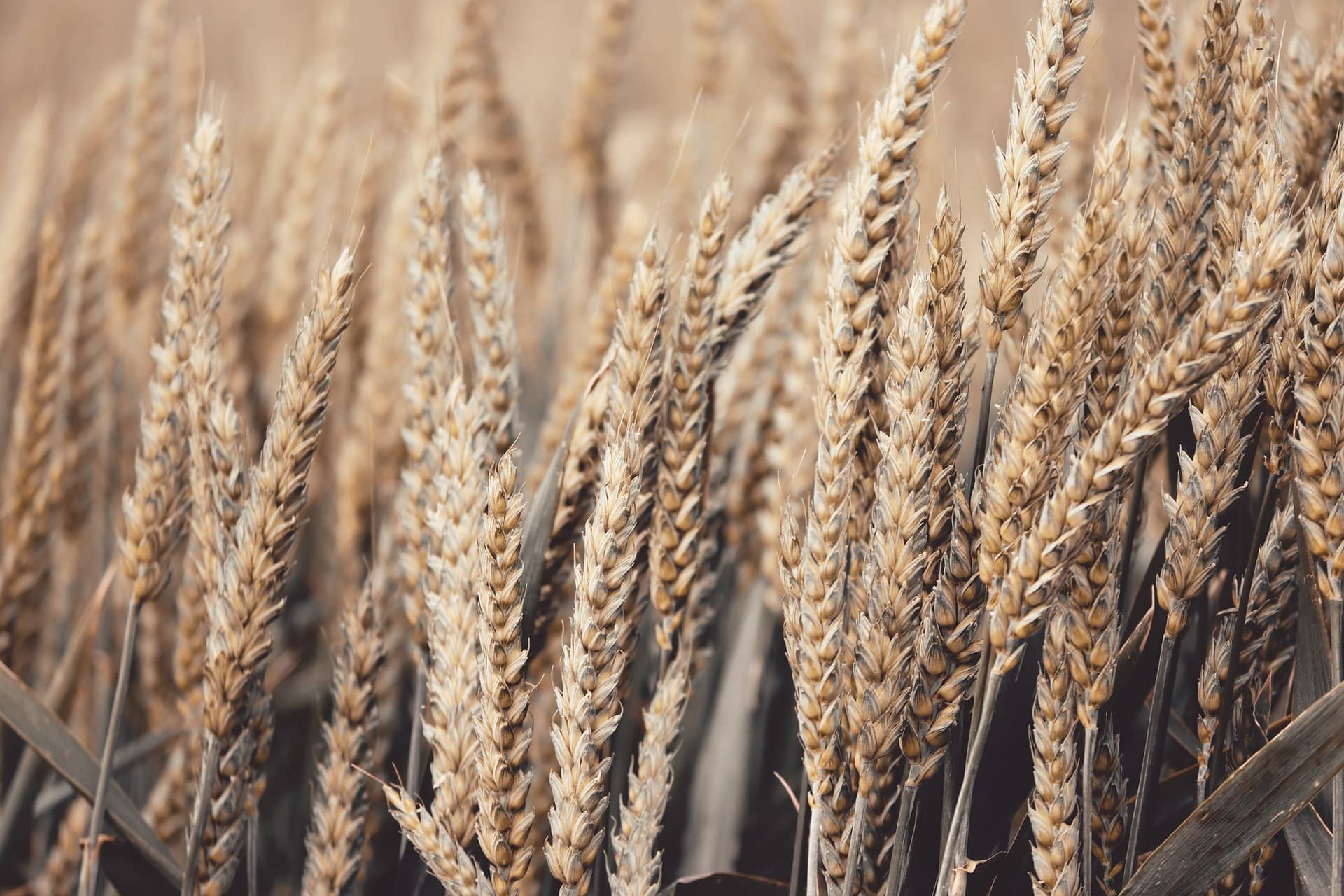 wheat-4278543_1920