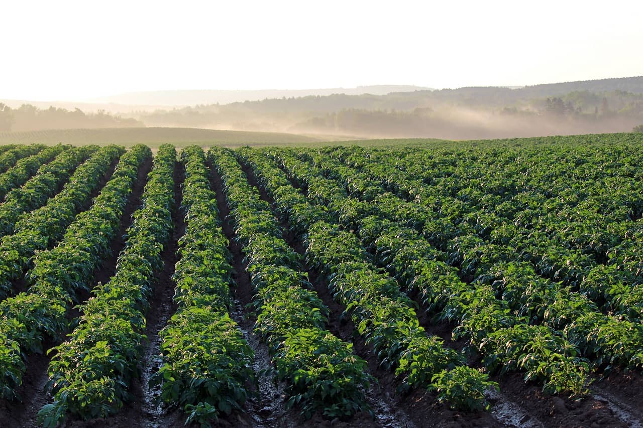 potato-field-4357002_1280