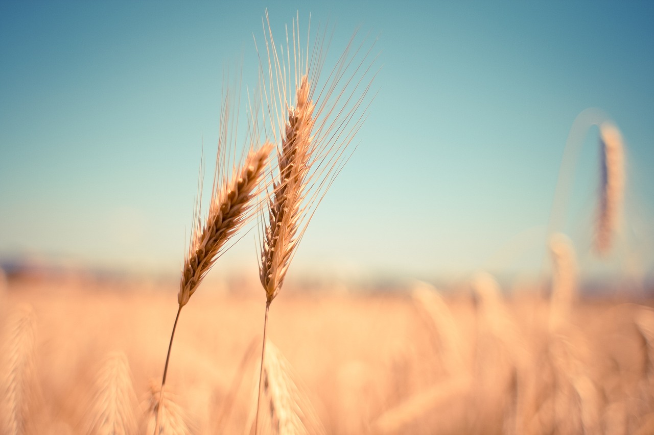 wheat-865152_1280