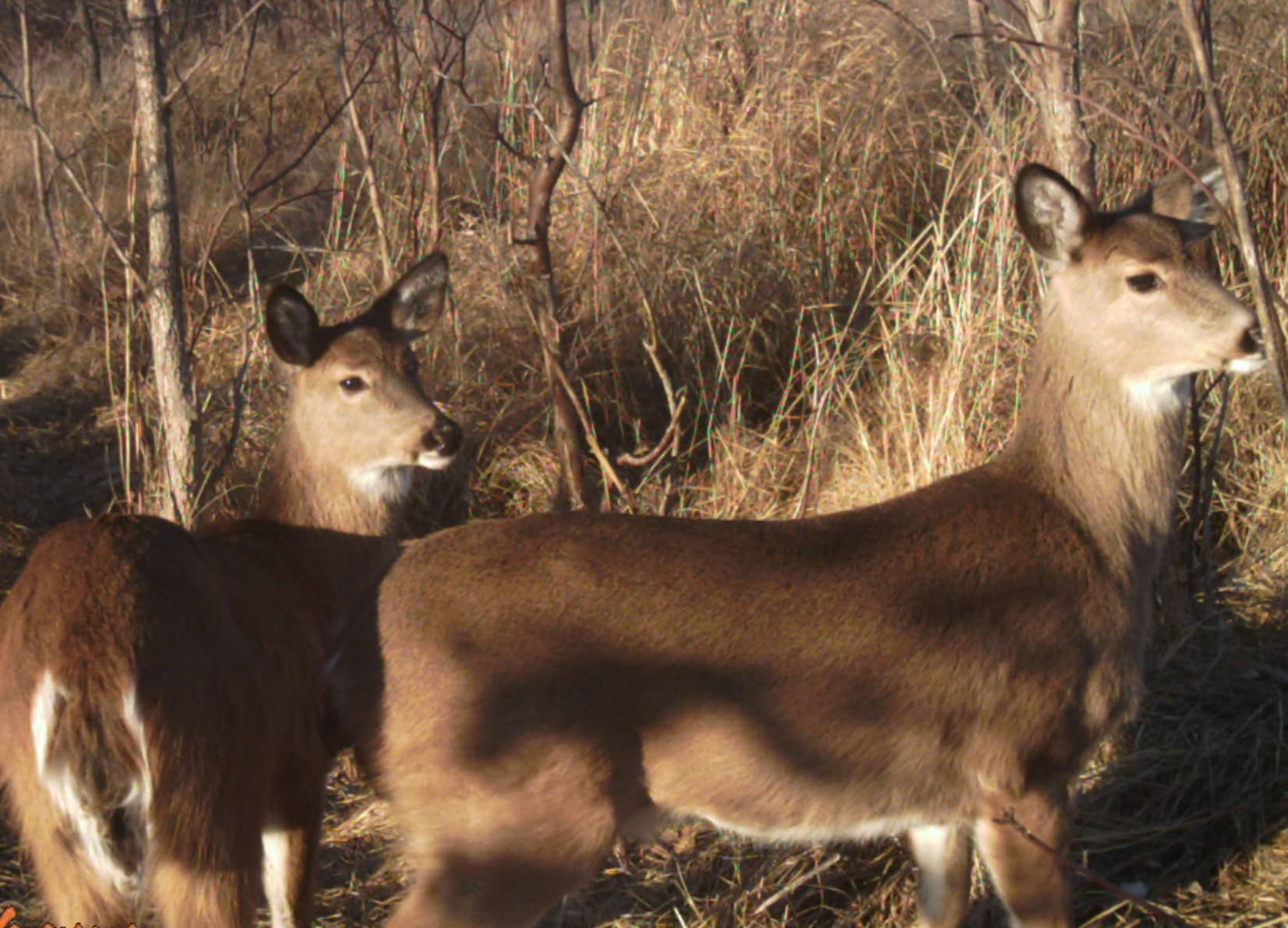 Deer Hunting at its Best in More Than 100 Years News Dakota