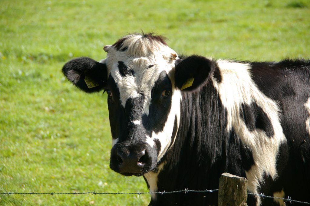 Cattle Chat: Low-Stress Handling - Vimarsana News