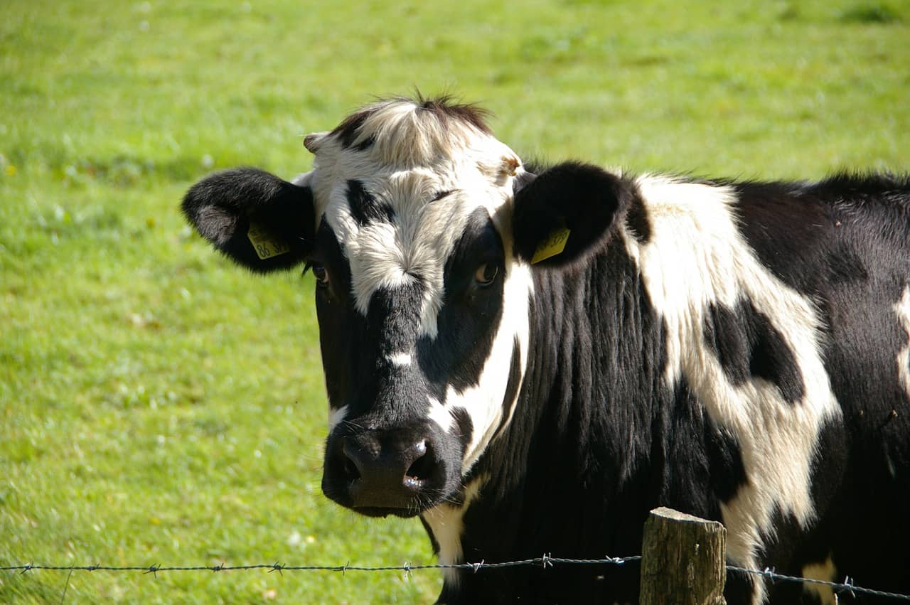 cow-234835_1280-2