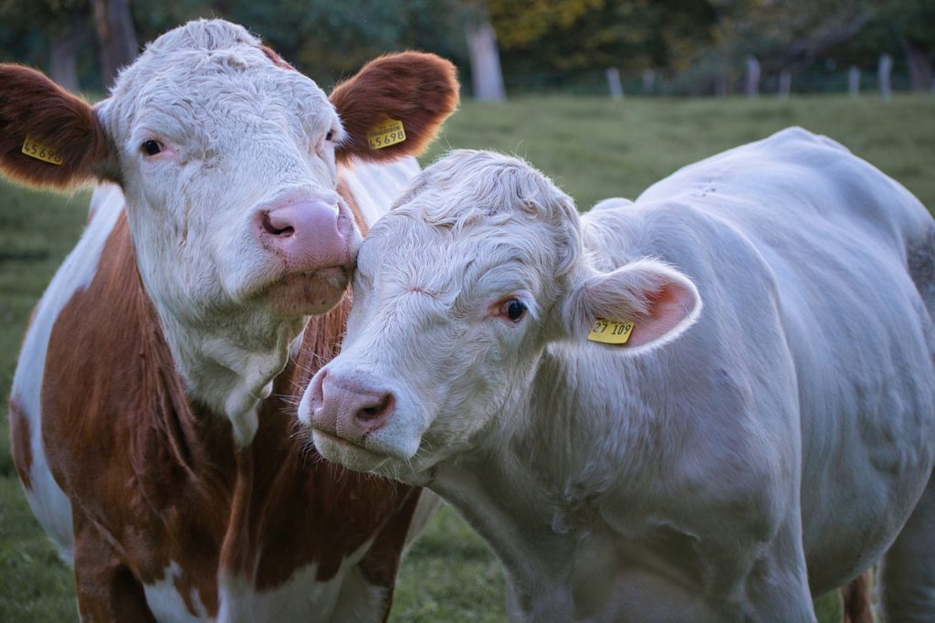 Cattle Chat: Bull Care After the Breeding Season - Vimarsana News