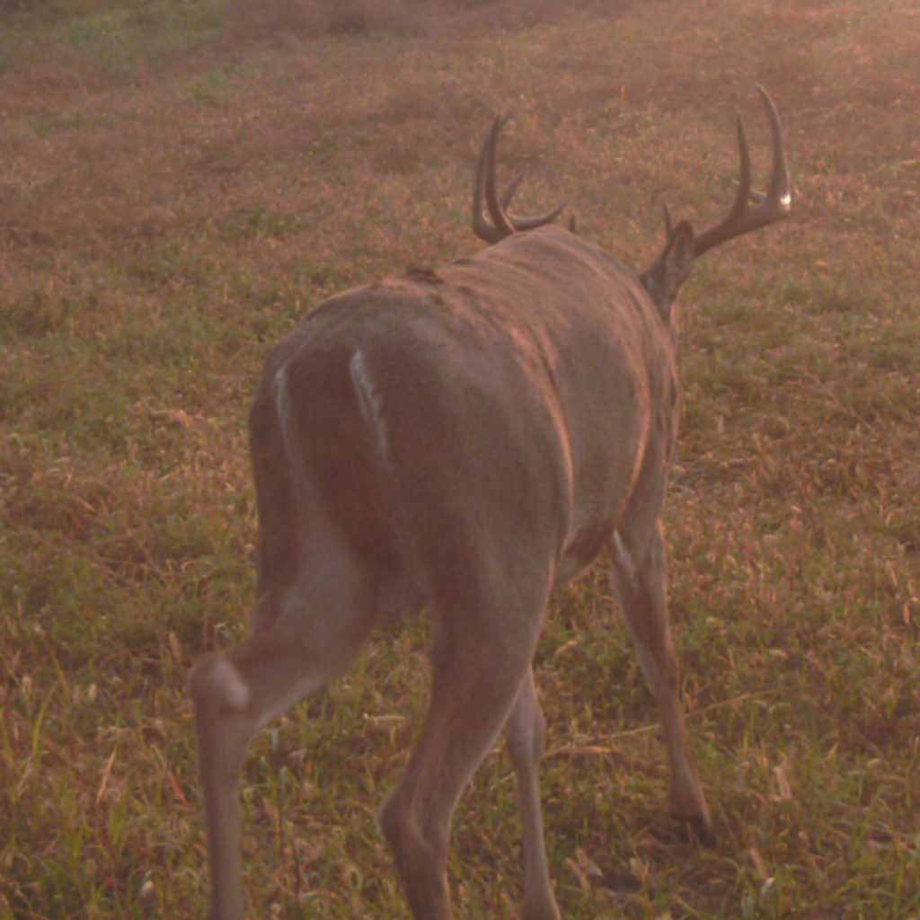 Catch & Release Hunting - Vimarsana News
