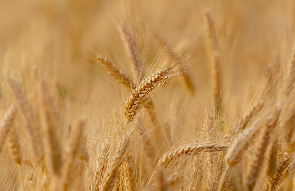 U.S. Wheat Planted Area Projected at Seven-Year High - Vimarsana News
