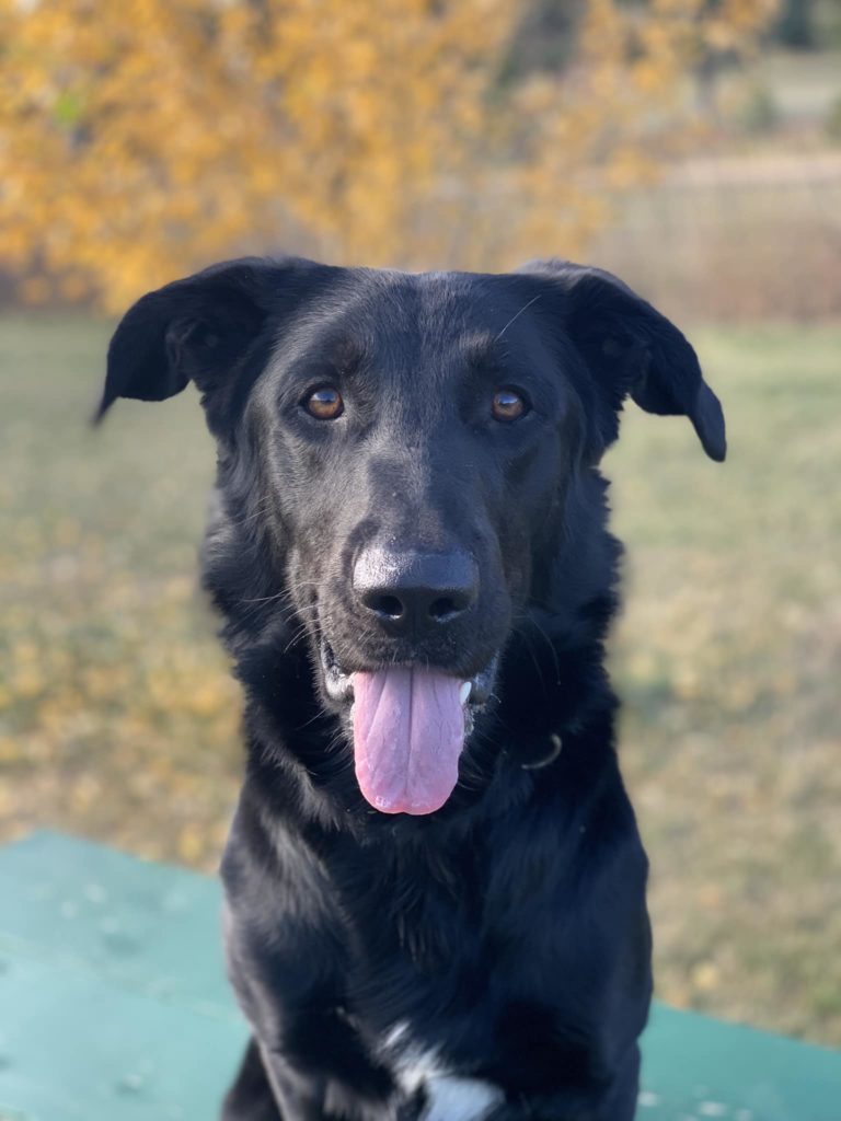 Former Shelter Dog Gets New "Leash" on Life News Dakota