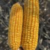 corn-research-will-be-among-the-topics-covered-during-this-years-central-dakota-ag-day-ndsu-photo