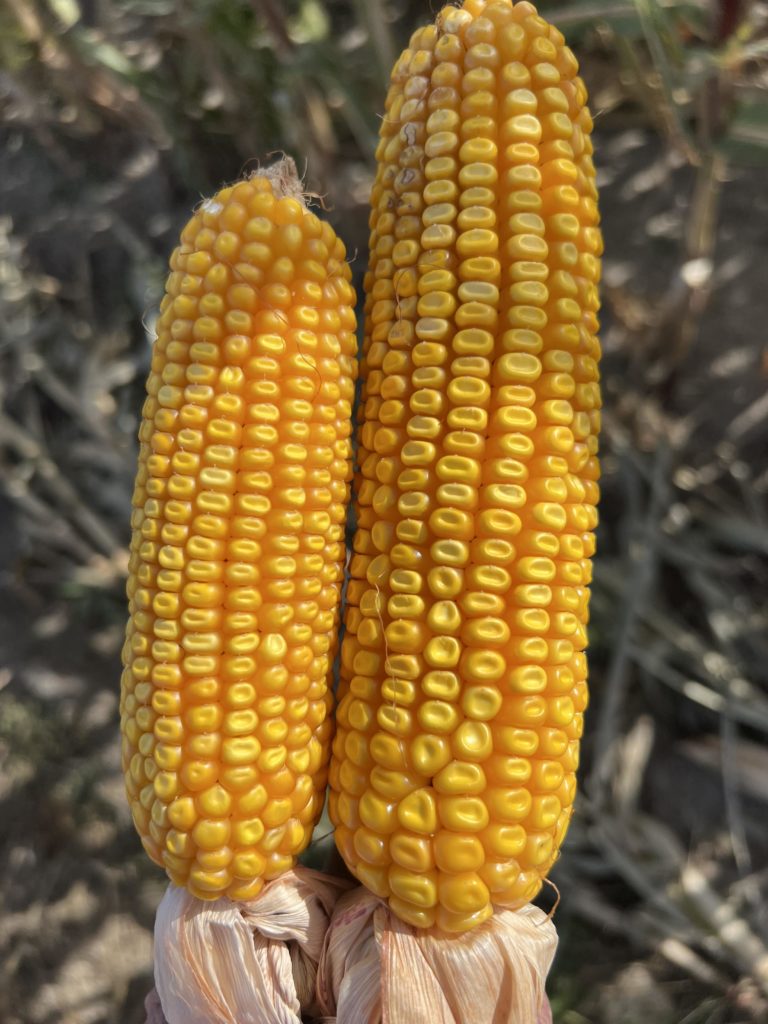 Ag Issues & Topics on Tap at Central Dakota Ag Day - Vimarsana News