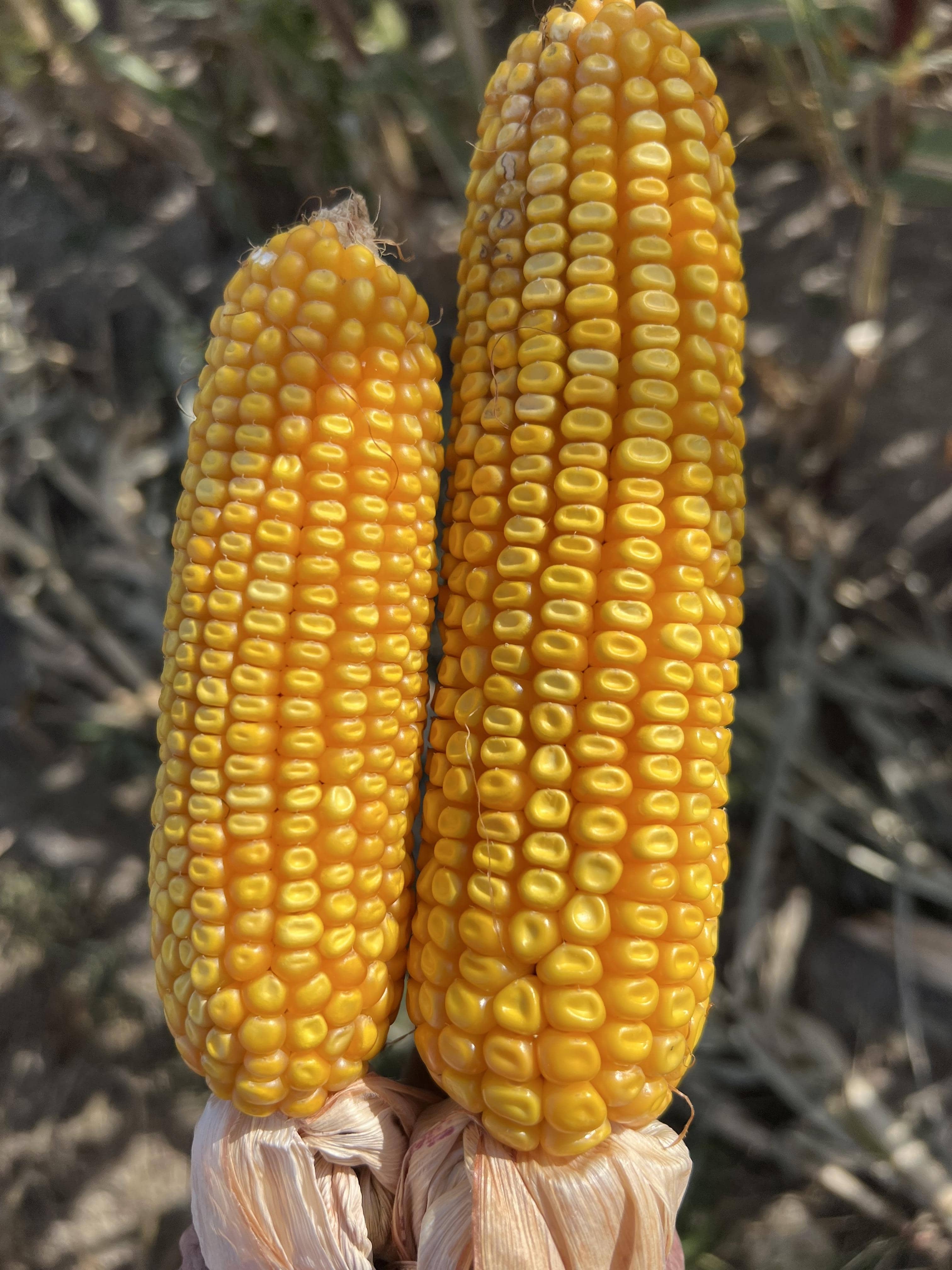 corn-research-will-be-among-the-topics-covered-during-this-years-central-dakota-ag-day-ndsu-photo