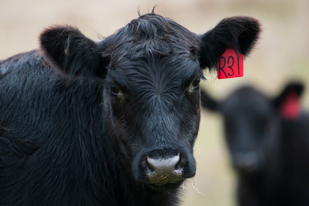 American Angus Association Concludes Strong Fiscal Year - Vimarsana News
