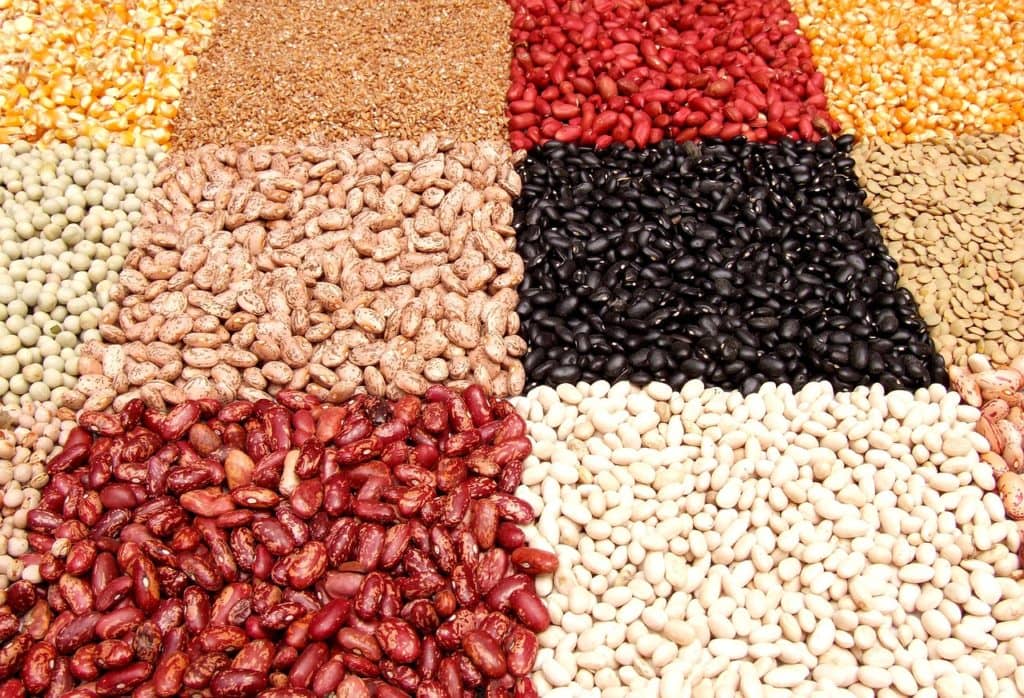 Dry Bean Research Returns Good Worldwide Economic Value - Vimarsana News