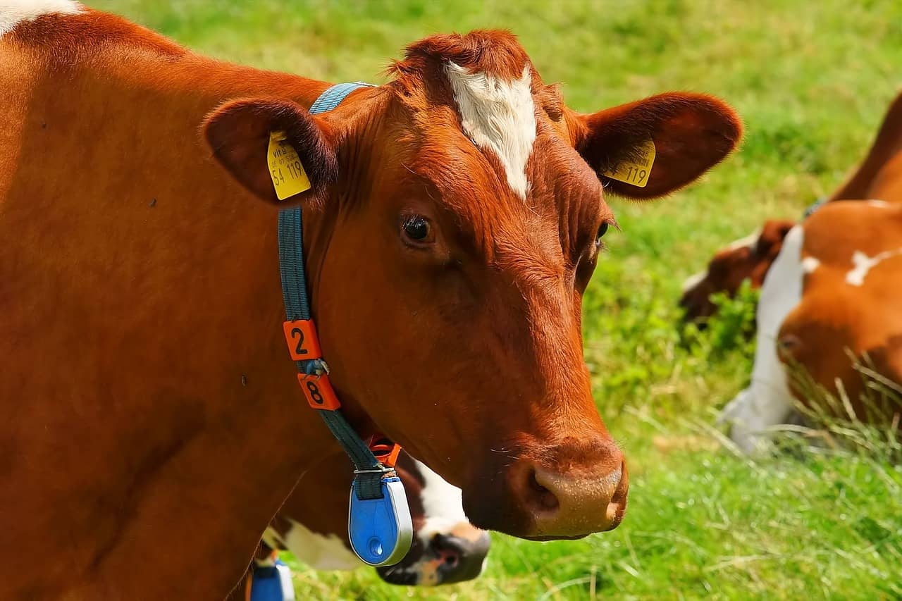 cow-1509258_1280