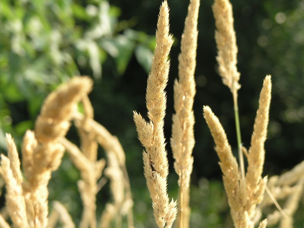 China Completes 99% of Winter Grain Planting - Vimarsana News