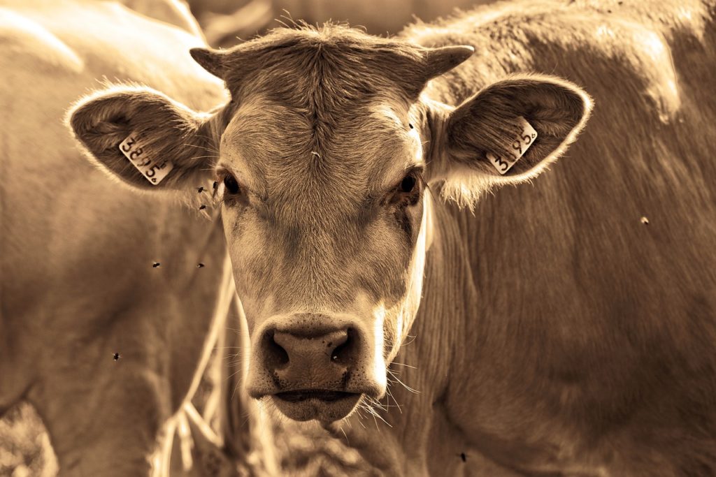 Livestock Sessions to Highlight Central Dakota Ag Day - Vimarsana News