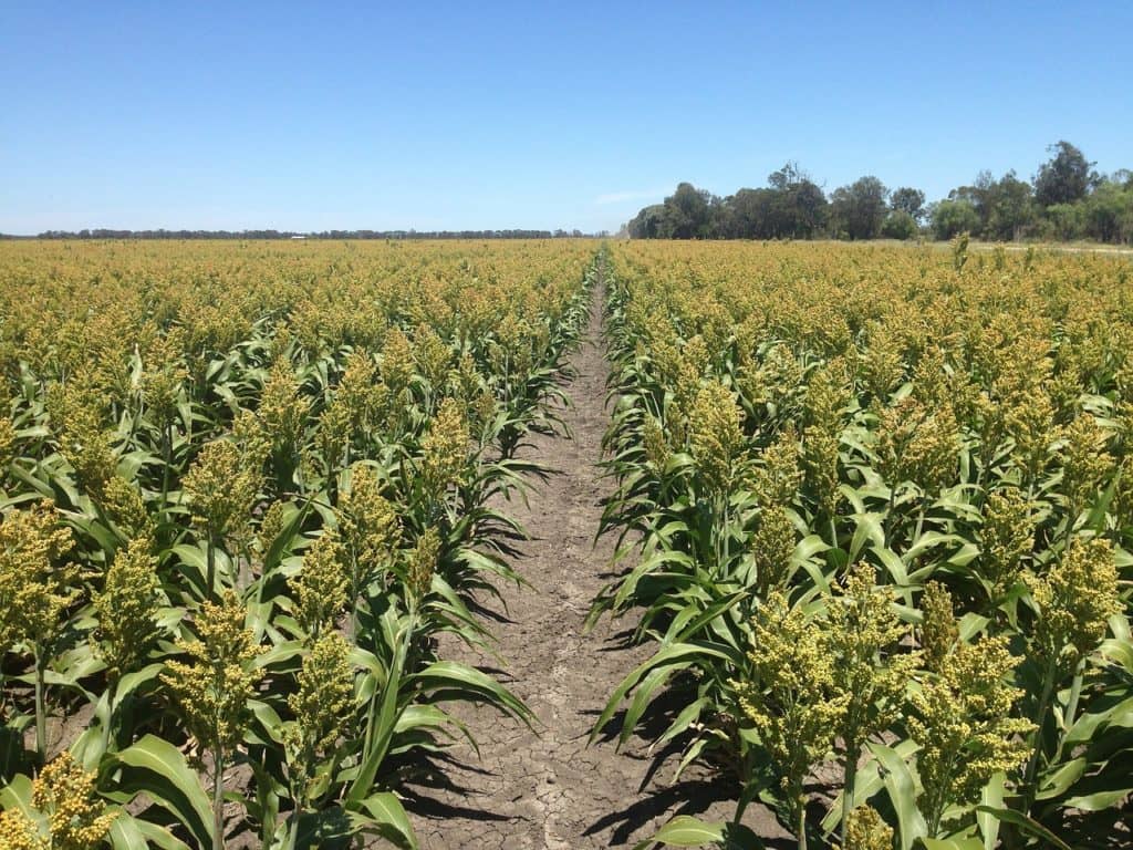 USDA Expands Grain Sorghum Coverage - Vimarsana News