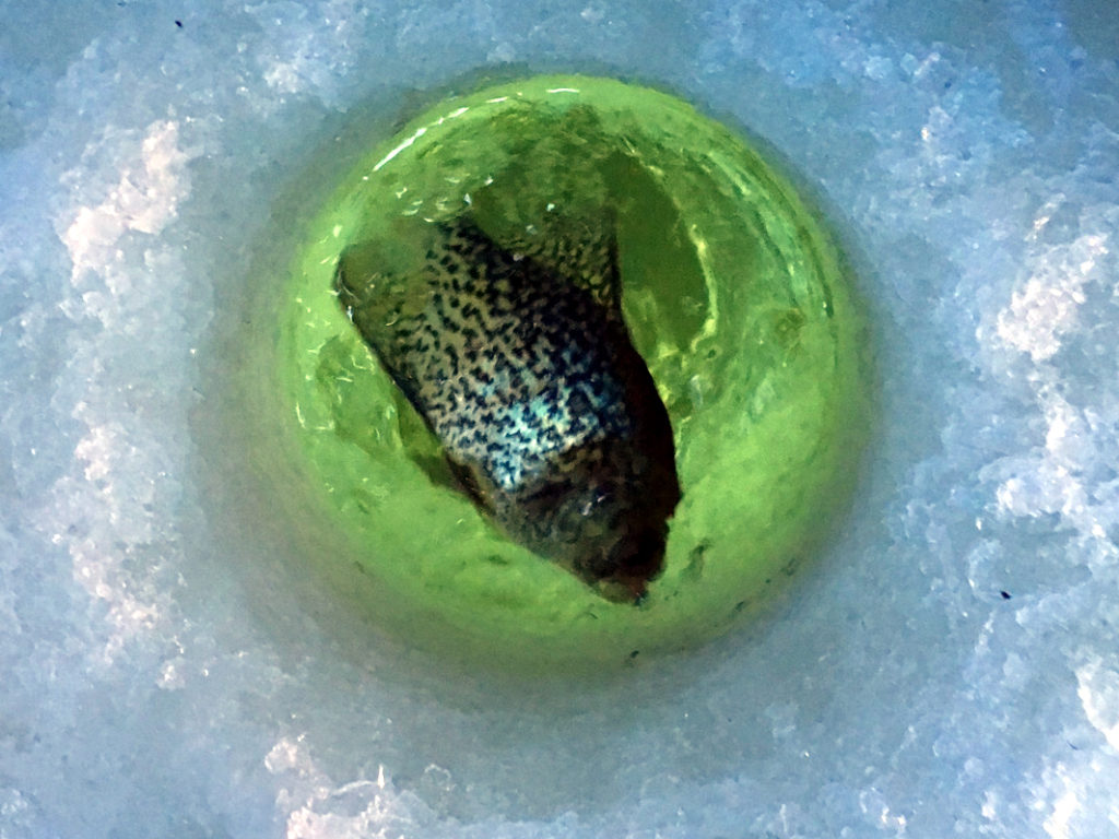 Catch & Release on Ice - Vimarsana News