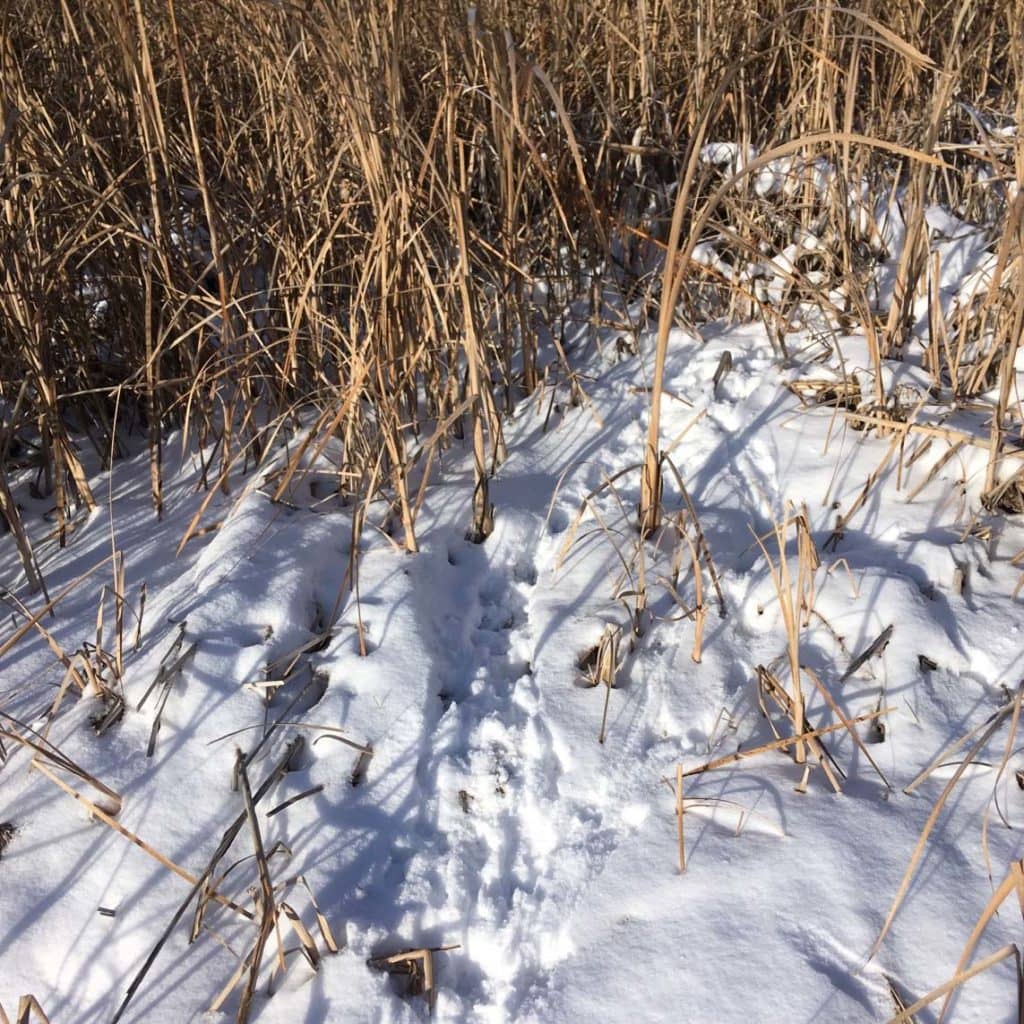 Our Outdoors: Soft Landings - Vimarsana News