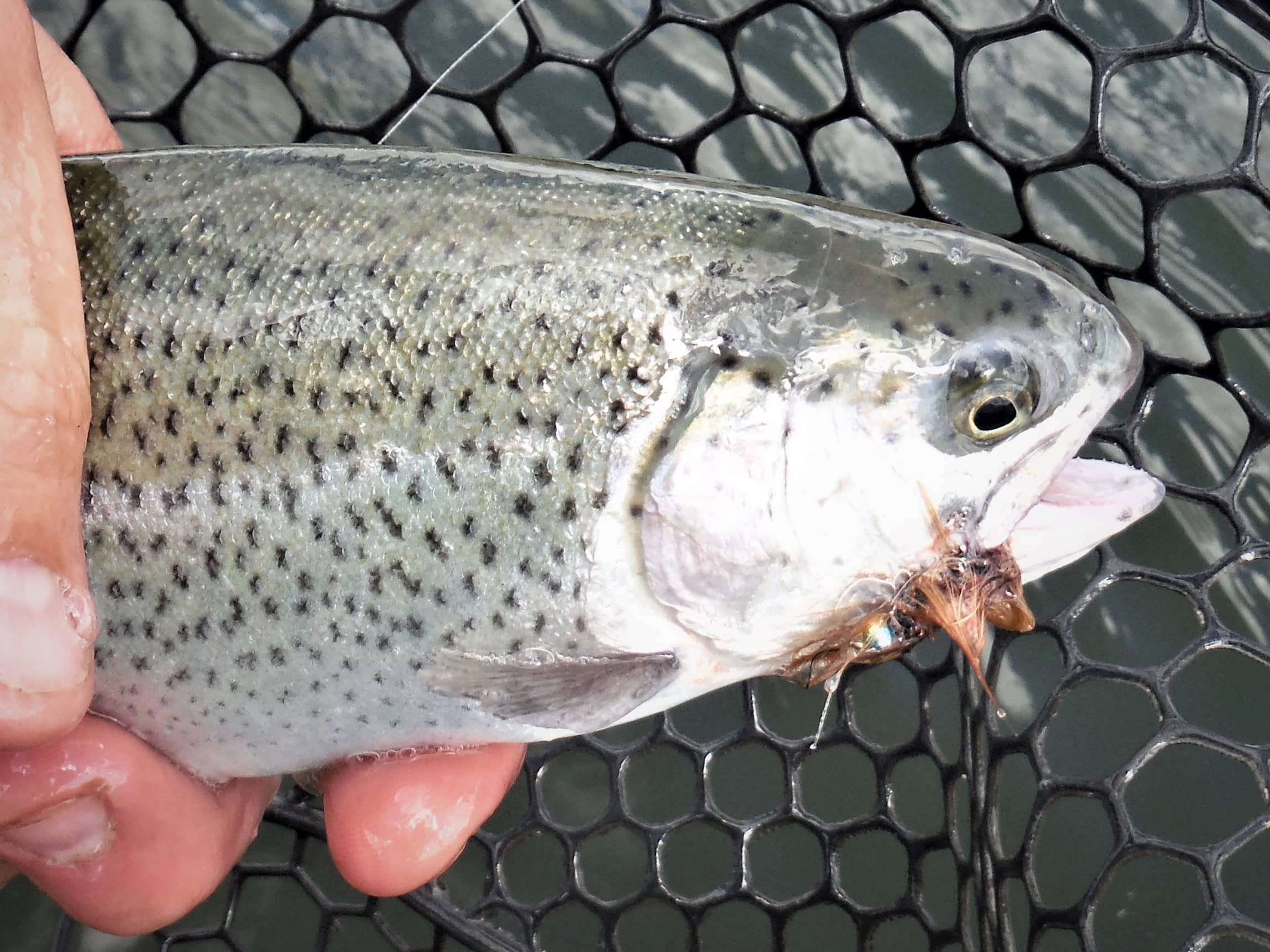 buggertrout