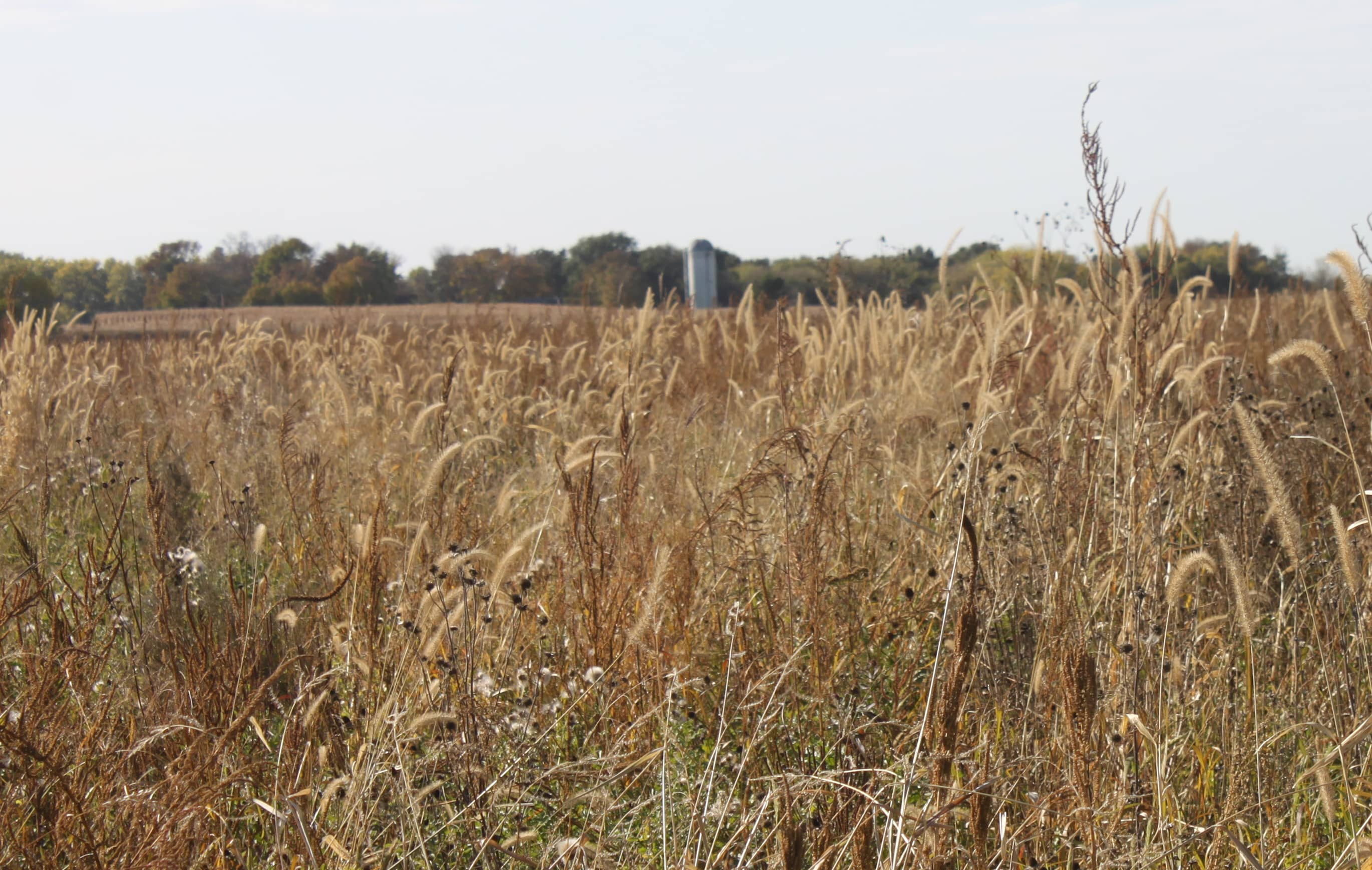 grassland