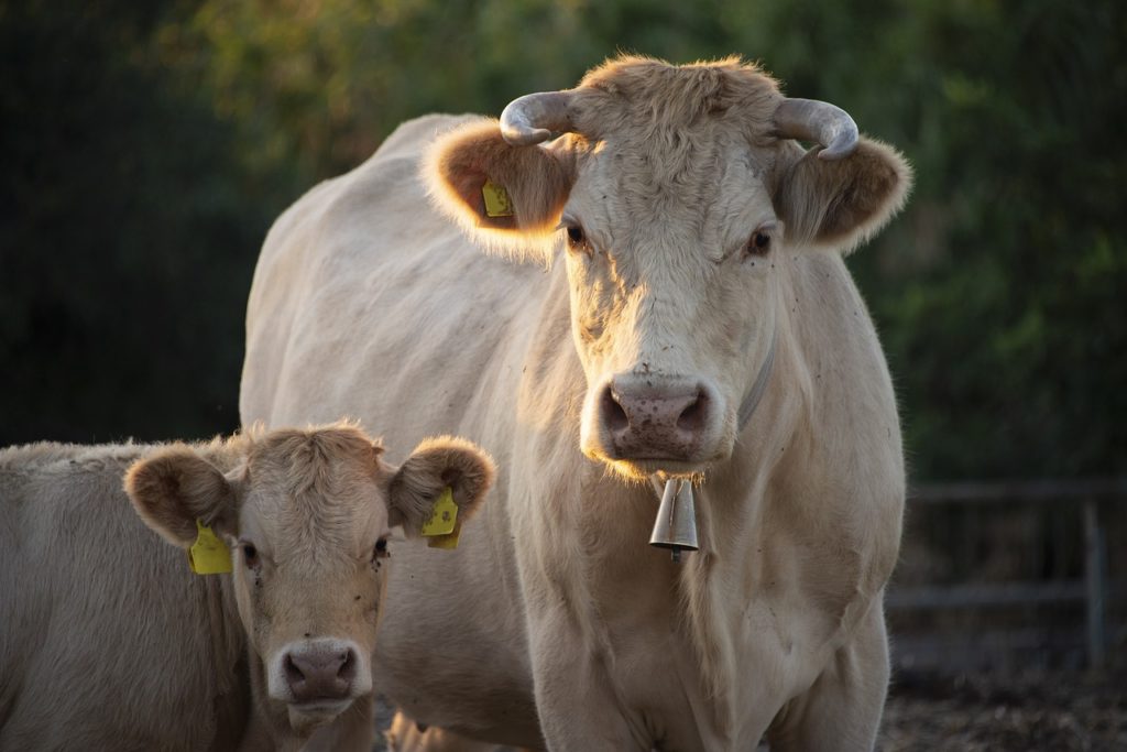 Cattle Chat: Preventing Vitamin A Deficiency - Vimarsana News