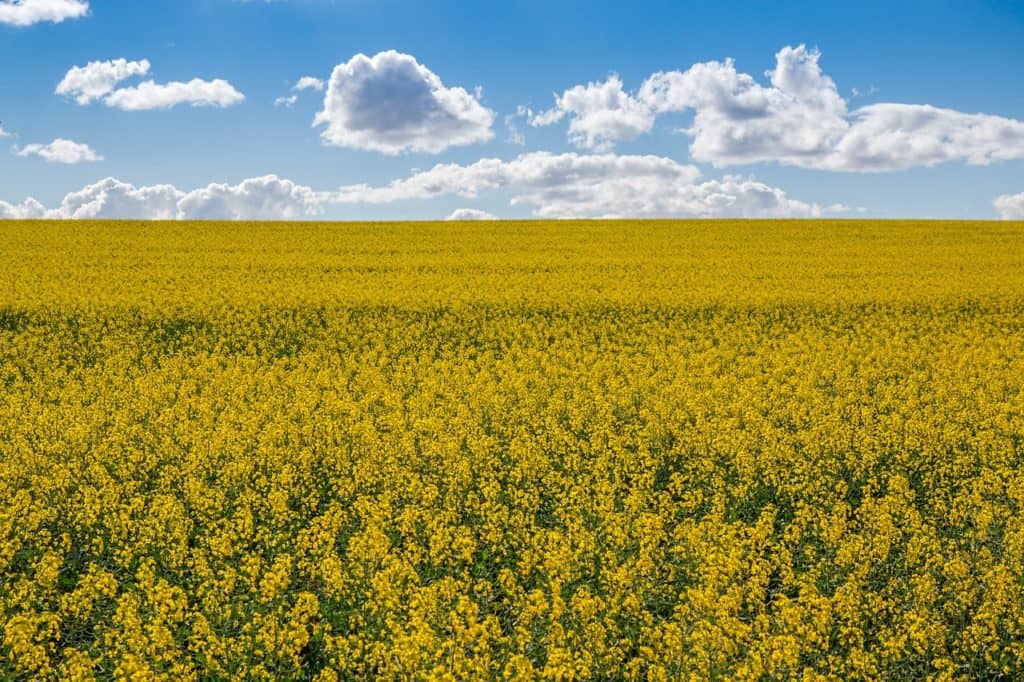 Broadleaf Crops Variety Trial Data Available - Vimarsana News