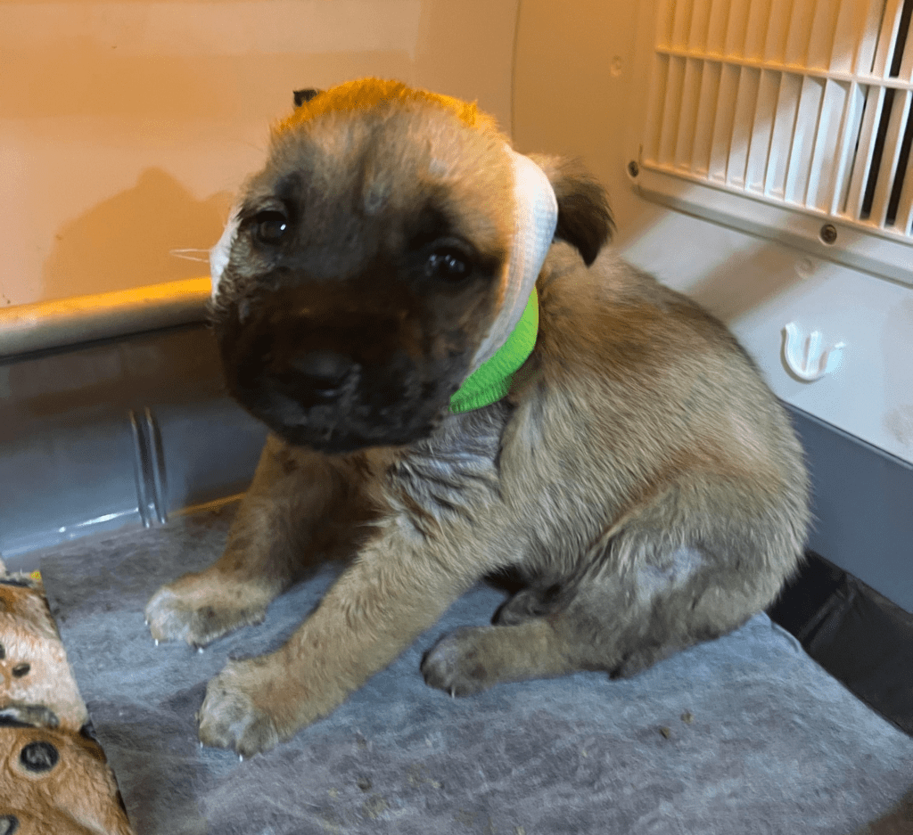 Puppy Rescue Miracle In Rolla, North Dakota News Dakota