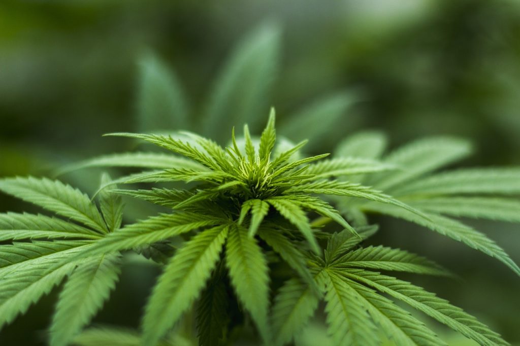New Rules on Hemp Production Spark Research to Help Growers - Vimarsana News