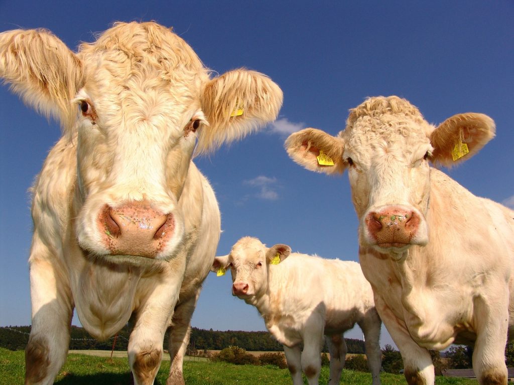 Cattle Chat: Use Calving Pasture Rotation to Prevent Disease Spread - Vimarsana News