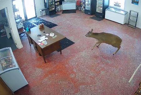 deer-in-butcher-shop
