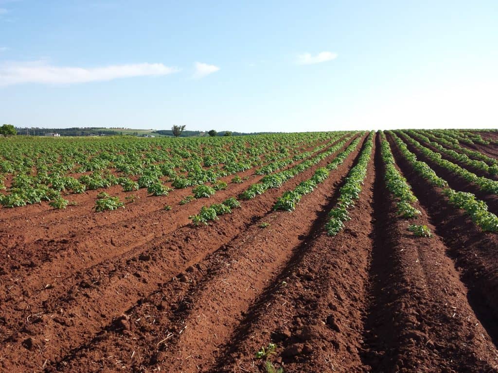 PAPAS Announces Plan to Combat Potato Nematodes - Vimarsana News