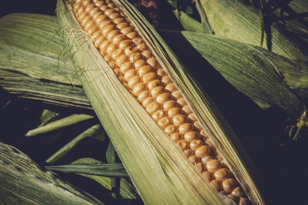 NDSU Extension Offering 'Corn Getting It Right' Virtually - Vimarsana News