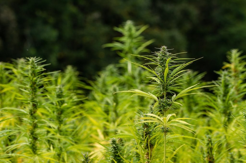 National Ag Statistics Service to Conduct N.D. Hemp Survey - Vimarsana News