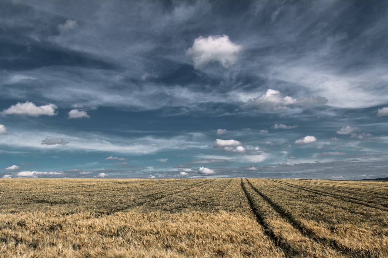 wheat-fields-gc20dae202_1280