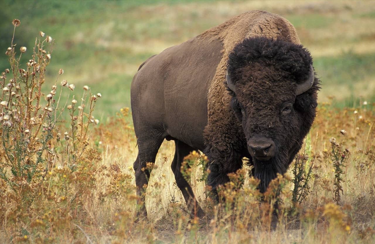 bison-60592_1280