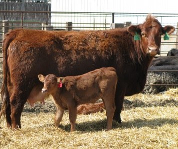 cow-calf