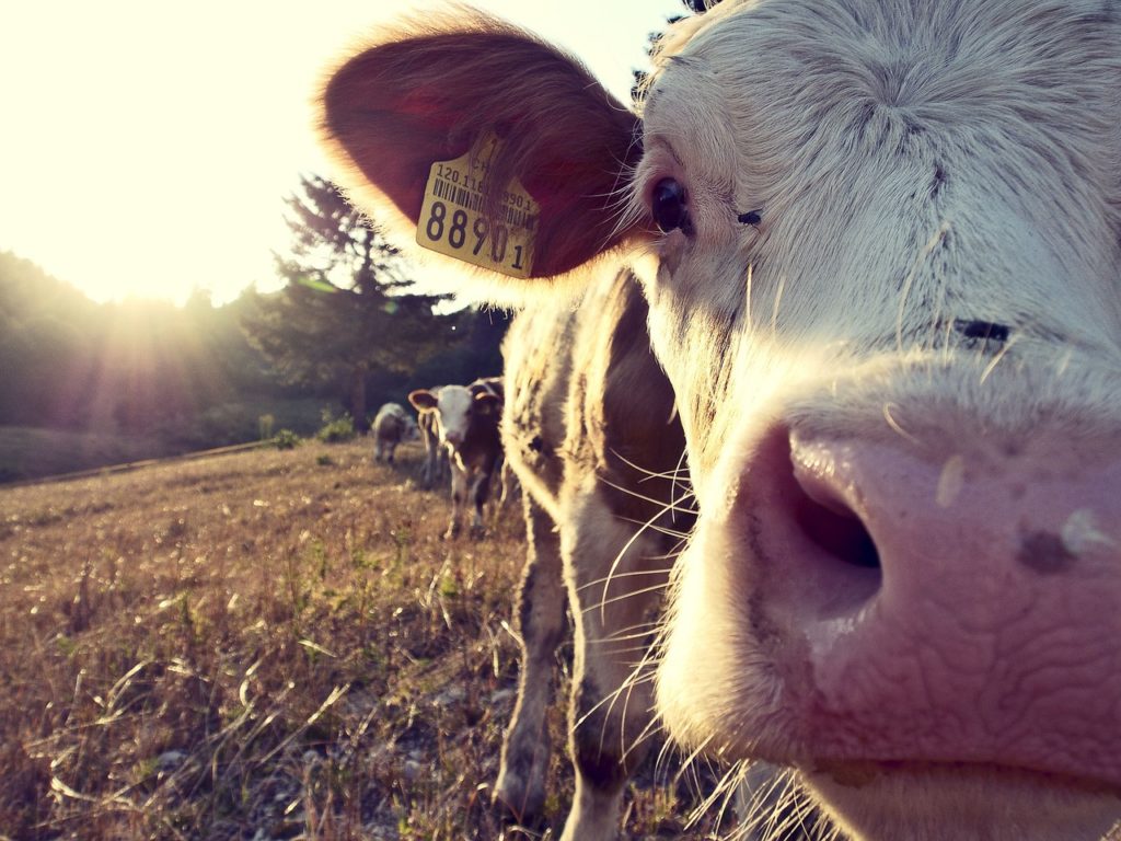 Cattle Chat: Giving Words a Voice - Vimarsana News
